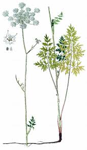 Attēlu rezultāti vaicājumam “Laserpitium prutenicum”