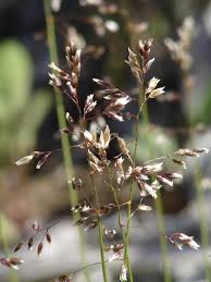Attēlu rezultāti vaicājumam “Deschampsia flexuosa bud”