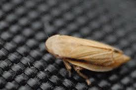 Attēlu rezultāti vaicājumam “Neophilaenus lineatus”