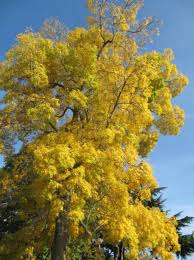 Attēlu rezultāti vaicājumam “Carya cordiformis”