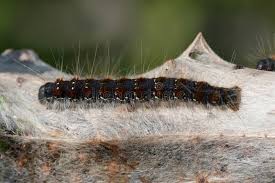 Attēlu rezultāti vaicājumam “Eriogaster lanestris larva”