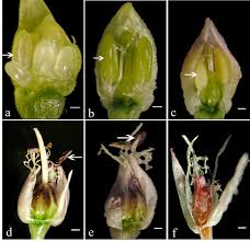 Attēlu rezultāti vaicājumam “Allium sativum bud”
