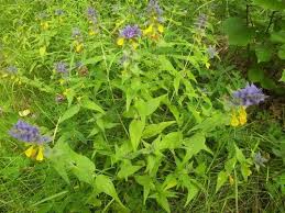 Attēlu rezultāti vaicājumam “Melampyrum nemorosum”