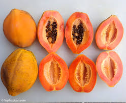 Image result for Carica papaya