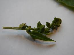 Attēlu rezultāti vaicājumam “Atriplex patula fruit”