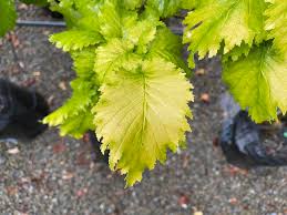 Attēlu rezultāti vaicājumam “Ulmus x hollandica leaf”