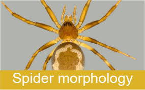 Attēlu rezultāti vaicājumam “Neottiura bimaculata female”