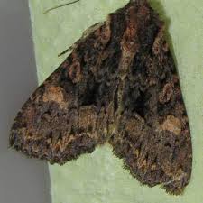 Attēlu rezultāti vaicājumam “Mniotype satura”