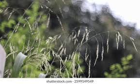 Attēlu rezultāti vaicājumam “Festuca gigantea”