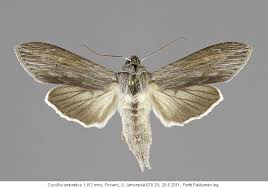 Attēlu rezultāti vaicājumam “Cucullia umbratica”