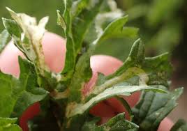 Attēlu rezultāti vaicājumam “Jacobaea vulgaris leaf”