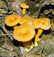 Attēlu rezultāti vaicājumam “Hemitrichia lutescens macro”