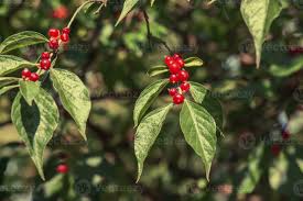 Attēlu rezultāti vaicājumam “Lonicera caprifolium fruit”