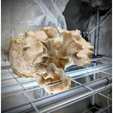 Attēlu rezultāti vaicājumam “Pleurotus ostreatus”
