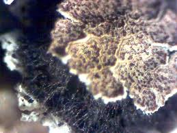 Attēlu rezultāti vaicājumam “Diderma crustaceum spores”