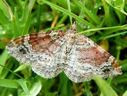 Attēlu rezultāti vaicājumam “Xanthorhoe spadicearia”