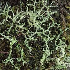 Attēlu rezultāti vaicājumam “Cladonia”