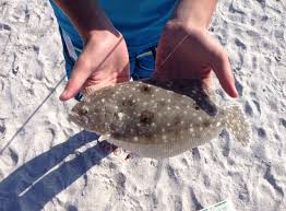 Image result for Paralichthys albigutta