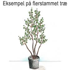 Attēlu rezultāti vaicājumam “Ulmus minor f. suberosa”