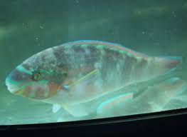 Image result for Scarus taeniopterus