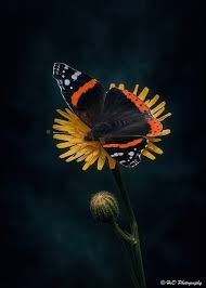 Attēlu rezultāti vaicājumam “Vanessa atalanta upperside”