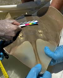 Image result for Glaucostegus cemiculus