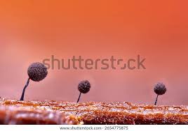 Attēlu rezultāti vaicājumam “Comatricha nigra spores”