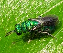 Attēlu rezultāti vaicājumam “Hedychrum sp.”