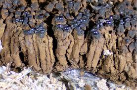 Attēlu rezultāti vaicājumam “Symphytocarpus flaccidus plasmodium”