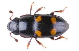 Attēlu rezultāti vaicājumam “Nitidulidae”