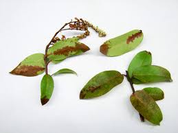Attēlu rezultāti vaicājumam “Oenothera rubricauli leaf”