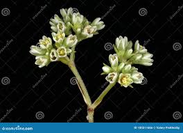 Attēlu rezultāti vaicājumam “Scleranthus perennis bud”