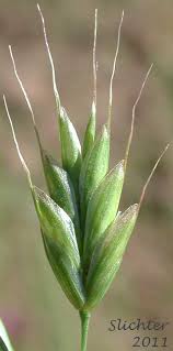 Attēlu rezultāti vaicājumam “Bromus secalinus”