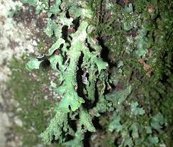 Attēlu rezultāti vaicājumam “Parmelia submontana”