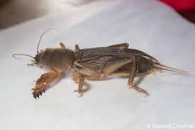 Attēlu rezultāti vaicājumam “Gryllotalpa gryllotalpa”