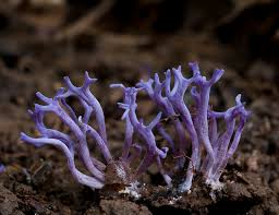 Attēlu rezultāti vaicājumam “Ramariopsis pulchella”