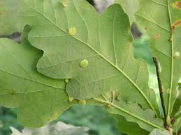 Attēlu rezultāti vaicājumam “Neuroterus albipes”