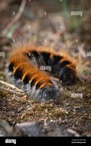 Attēlu rezultāti vaicājumam “Macrothylacia rubi”