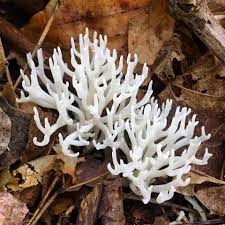 Attēlu rezultāti vaicājumam “Ramariopsis kunzei”