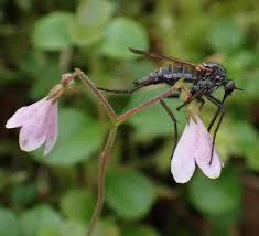 Attēlu rezultāti vaicājumam “Linnaea borealis flower”