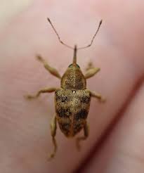 Attēlu rezultāti vaicājumam “Curculio venosus”