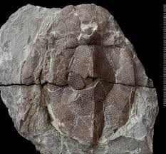 Attēlu rezultāti vaicājumam “Placodermi”