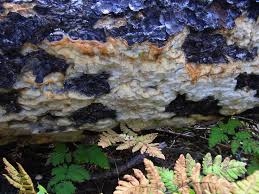 Attēlu rezultāti vaicājumam “Skeletocutis odora”