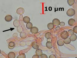Attēlu rezultāti vaicājumam “Phleogena faginea”