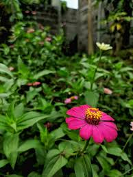 Image result for Zinnia violacea