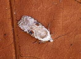 Attēlu rezultāti vaicājumam “Agonopterix alstromeriana”