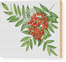 Attēlu rezultāti vaicājumam “Sorbus aucuparia flower”