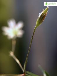 Attēlu rezultāti vaicājumam “Stellaria palustris leaf”