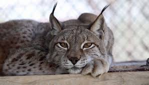 Attēlu rezultāti vaicājumam “Lynx lynx”