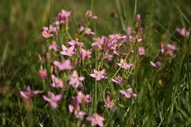Attēlu rezultāti vaicājumam “Centaurium erythraea leaf”